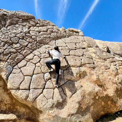 Dragon Scales vB, Joshua Tree - Beta Video from Kytsune