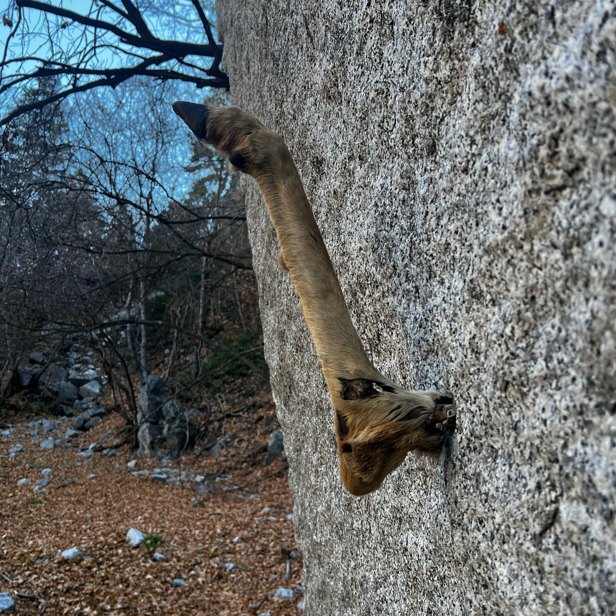 Climbing Beta video of climbers on Papa Bell's Arete v3 in Little Cottonwood Canyon with undefined beta videos in KAYA, the climber's app - where climbers can log and track their ascents, progress, and connect with their local gym and outdoor climbing community.