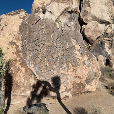 Dragon Scales vB, Joshua Tree - Beta Video from tchow
