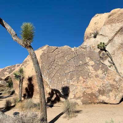 Ilicit Sweetie v0, Joshua Tree - Beta Video from tchow