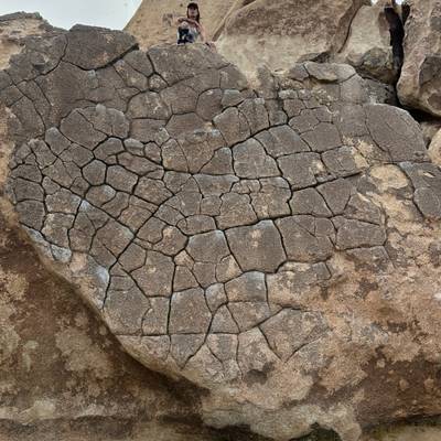 Dragon Scales vB, Joshua Tree - Beta Video from rushfalknor