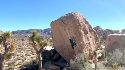 White Rastafarian v3, Joshua Tree - Beta Video from rehsurC