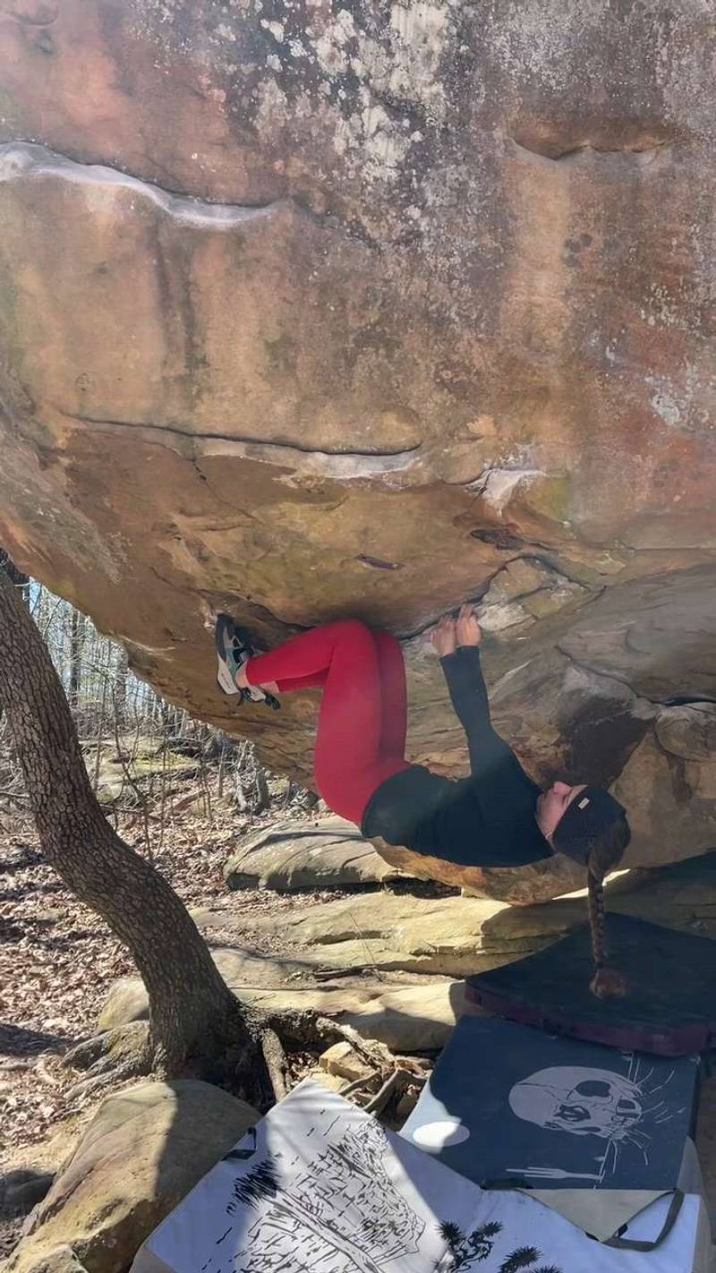 Mulletino Variation v5, Horse Pens 40 - Beta Video from EmilyRothrock