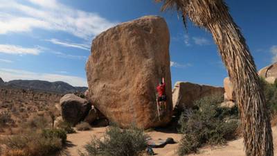 White Rastafarian v3, Joshua Tree - Beta Video from AndrewSpiars