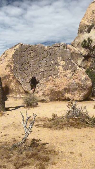 Dragon Scales vB, Joshua Tree - Beta Video from Noza.does.it