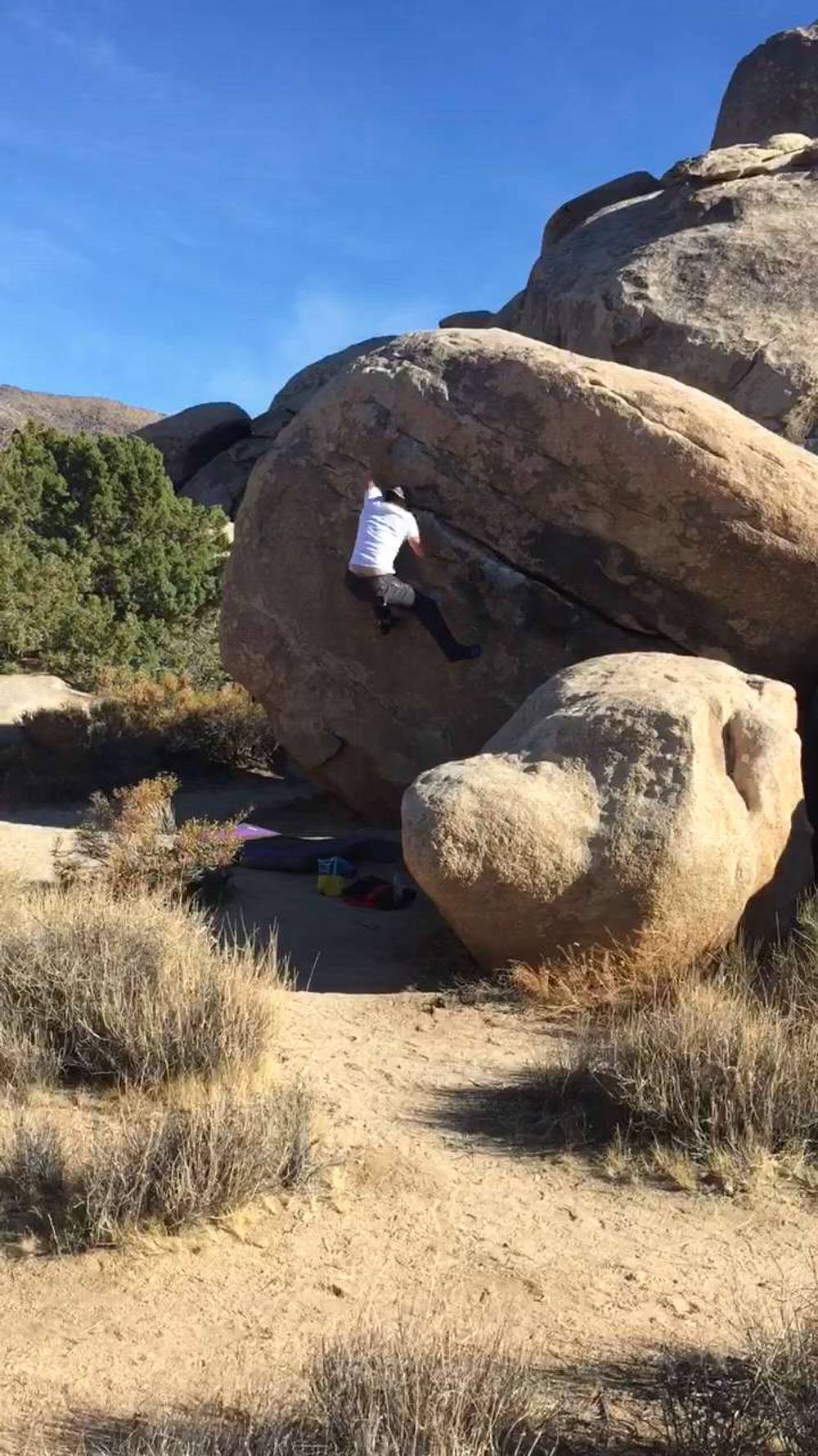Colliherb v1, Joshua Tree - Beta Video from jeremy.mcnelley