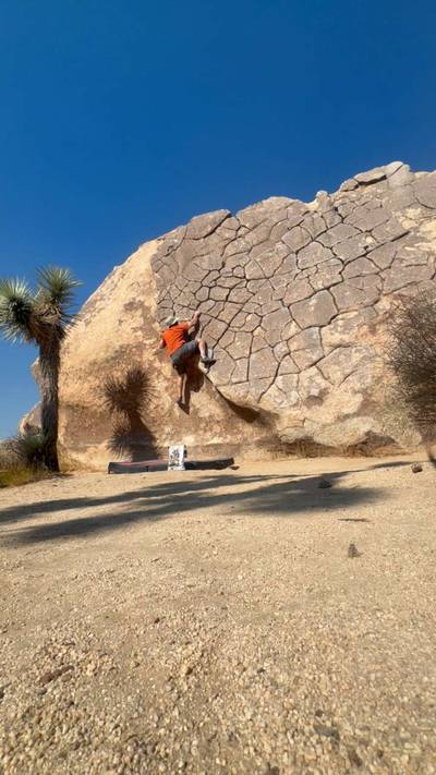 Ilicit Sweetie v0, Joshua Tree - Beta Video from wallflailer