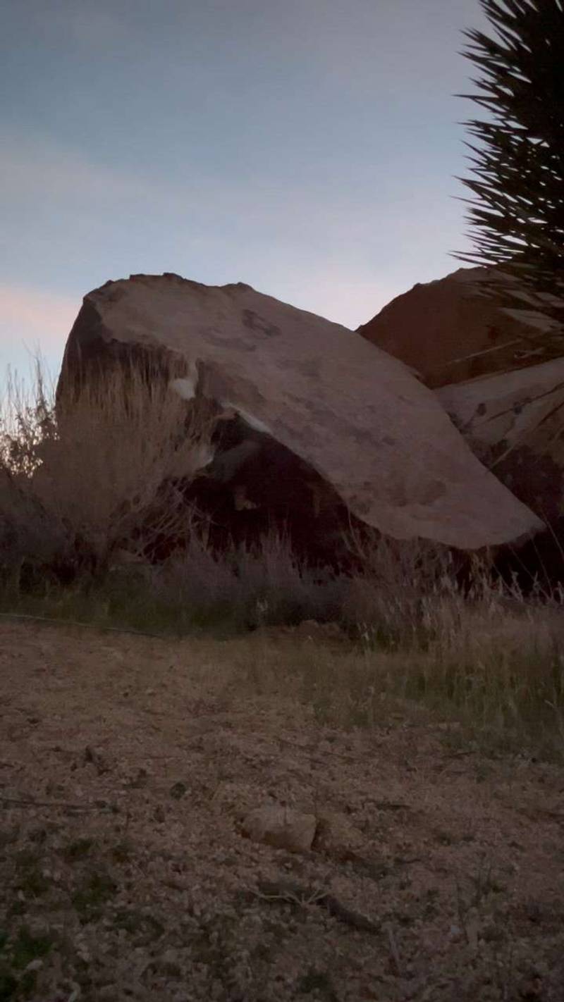 Sweet Tooth v1, Joshua Tree - Beta Video from cy