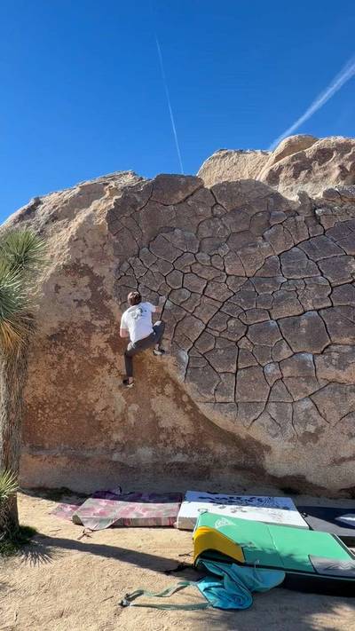 Ilicit Sweetie v0, Joshua Tree - Beta Video from Bjence