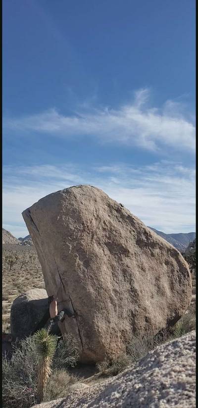 White Rastafarian v3, Joshua Tree - Beta Video from turtle.fan.777