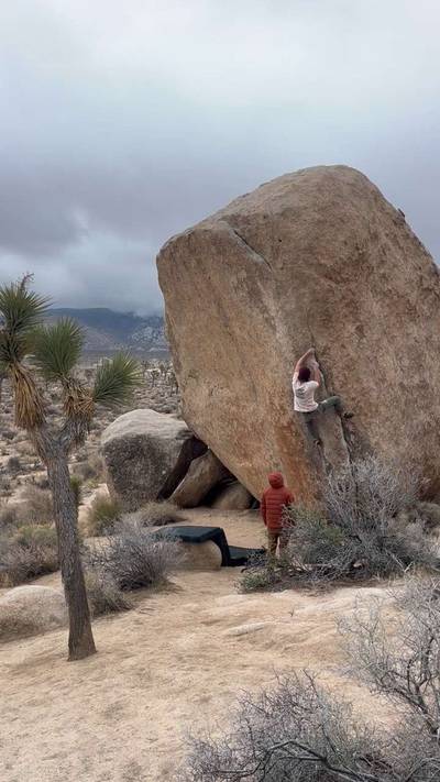 White Rastafarian v3, Joshua Tree - Beta Video from gloveworld
